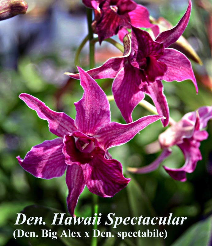 Den. Hawaii Spectacular - in bloom